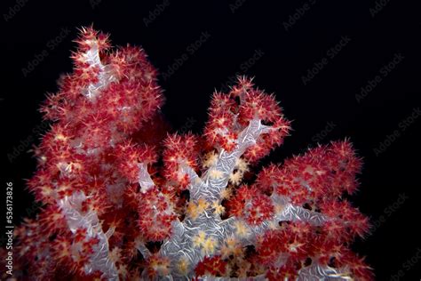 Coral reefs of the Fiji Islands Stock Photo | Adobe Stock