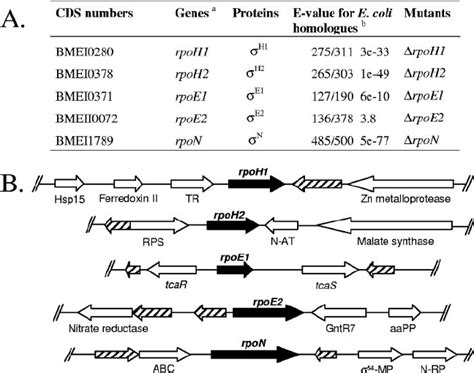 Predicted ␴ Factor Cds Identified In The B Melitensis 16m Genome A