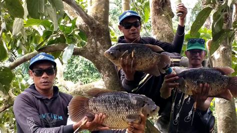 MASER IKAN Heran Di Spot Ini Ikan Guramenya Babon2 Bikin Betah Para