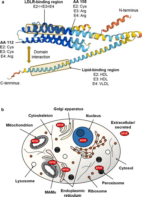 Predicted Spatial Protein Structure Of Human APOE AlphaFold And