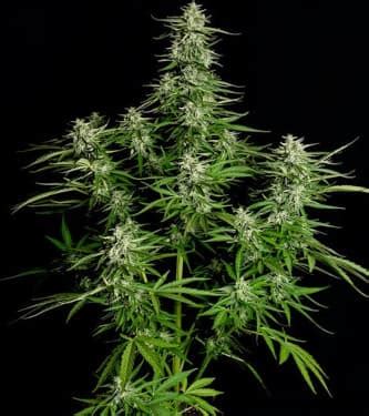 Auto Titan F Seeds Royal Queen Seeds Thc