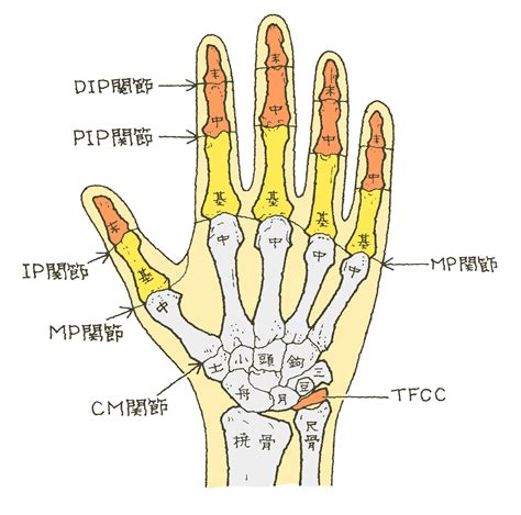 手の構造 福岡の弁護士による後遺障害・等級認定サポート