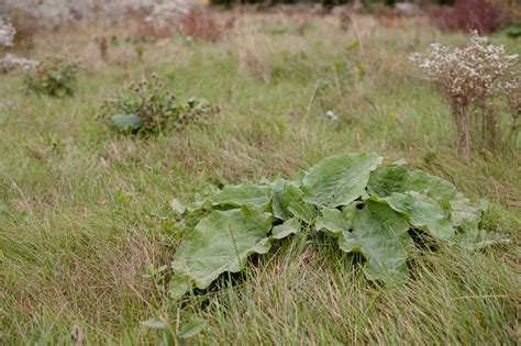 Burdock Root Artium Lappa — Terra Sura Photography