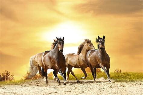 Hd Wallpaper 8k Cute Animals Horses Wallpaper Flare