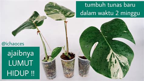 Perkembangan Stekan Monstera Variegata Cara Mudah Memperbanyak