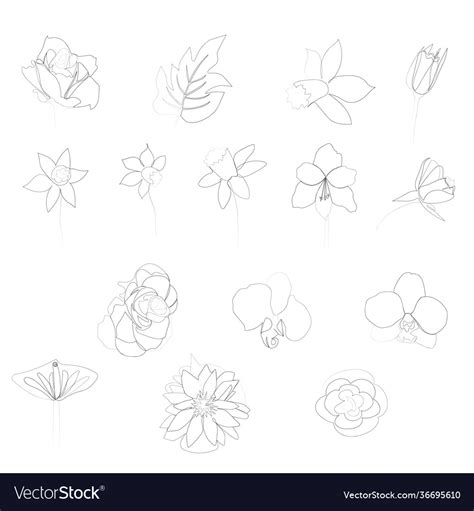 Continuous Line Drawing Beautiful Flowers Vector Image