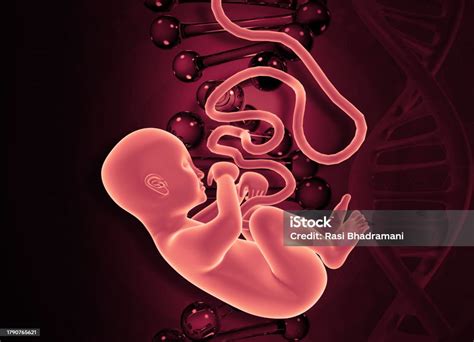 fetus  scientific background stock photo  image