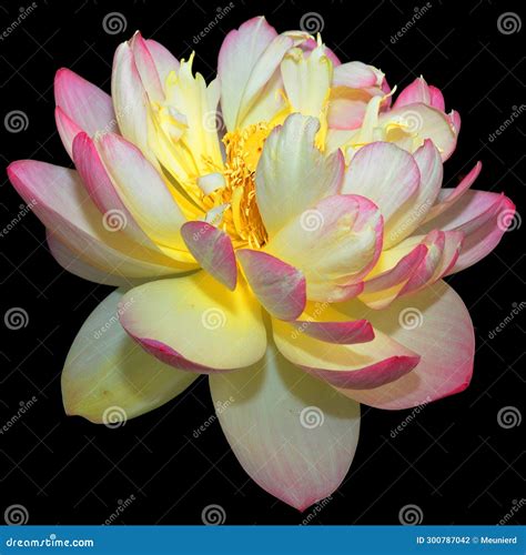 Lotus Flowernelumbo Nucifera Known By A Number Of Names Including