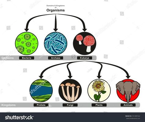 Bacteria Kingdom Phylum Class Order Heather Has Mason