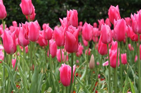 Garten Feder Tulpe Kostenloses Foto Auf Pixabay Pixabay