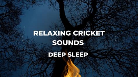 Relaxing Cricket Sounds Deep Sleep Youtube