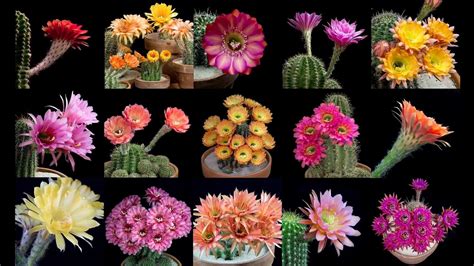 Beautiful Timelapse Video of Dozens of Brightly Colored Cactus Flowers Blooming and Wilting