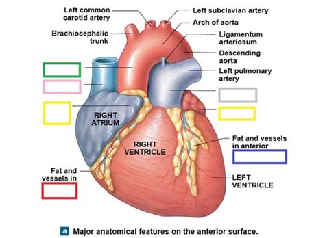 Heart Structures Flashcards | Quizlet