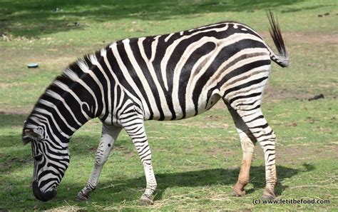 Dubbo Dubbo Zoo New South Wales 12 May 2017 Let It Be Food