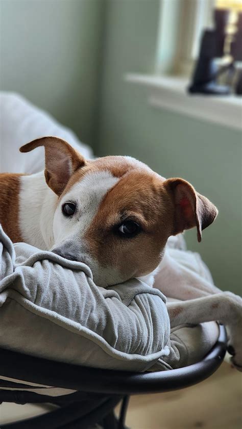 how to tell if your dog has down syndrome