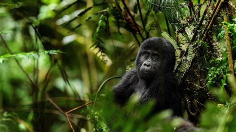 3 Days Bwindi Gorilla Trekking Uganda Gorilla Tour