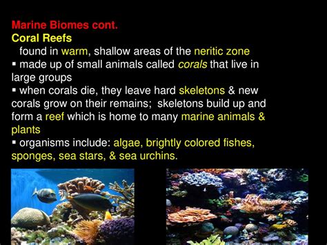 Earths Terrestrial Biomes Ppt Download