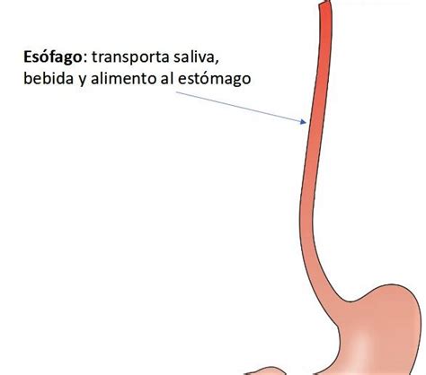 Los porqués del reflujo digestivo causa de acidez ardor y regurgitación