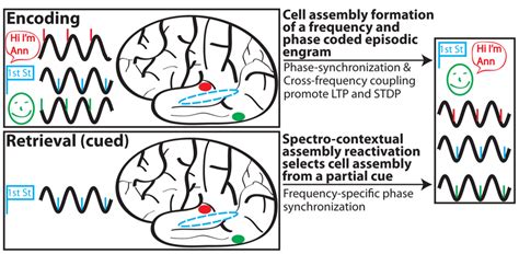 Frontiers The Spectro Contextual Encoding And Retrieval Theory Of