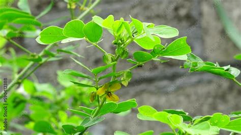 Senna Tora Also Called Cassia Tora Tora Sickle Senna Sickle Pod