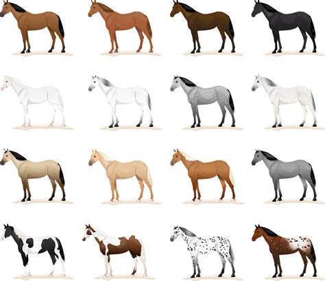 Horse Color Chart Equine Coat Colors With Types Of Horses, 59% OFF