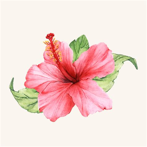 Top 999 Hibiscus Wallpaper Full Hd 4k Free To Use