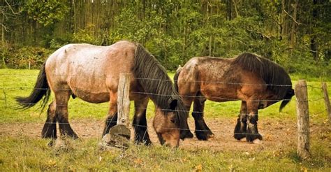 Profile Review of the Marvelous Ardennes Horse