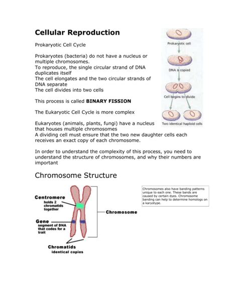 Eukaryotic Cell Reproduction Chromosome Structure Study