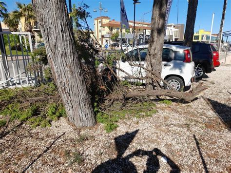 Rami Crollati Per Il Forte Vento A Rischio Alberi Su Via Corsica