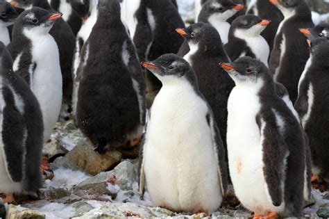 Antarctic Adaptations - Antarctic and Southern Ocean Coalition