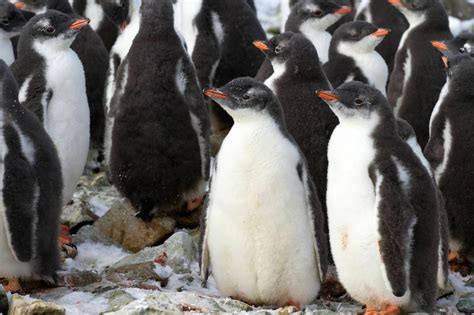 Antarctic Adaptations - Antarctic and Southern Ocean Coalition