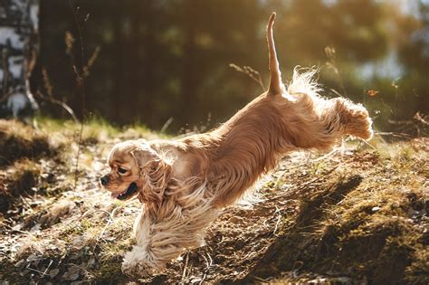 Todo sobre el Cocker Spaniel Cría cuidado y adiestramiento