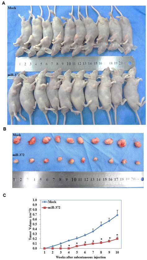 MiR 372 Inhibited Tumor Growth In Vivo Tumor Xenograft Volume In Nude