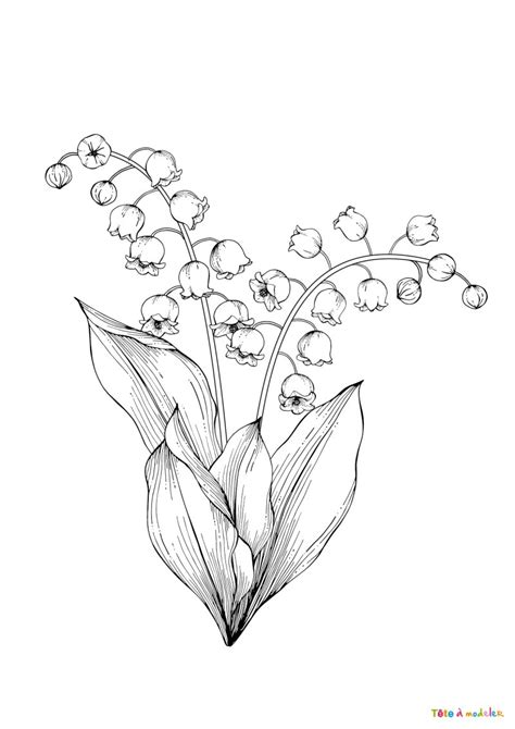 Coloriage Muguet pour le 1er mai avec Tête à modeler Page 4