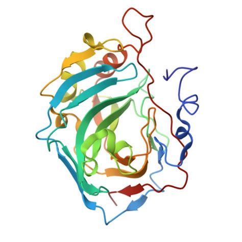 RCSB PDB 8PHM Oxalate Bound Cobalt II Human Carbonic Anhydrase II