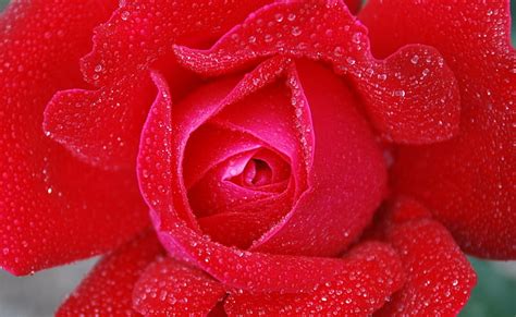 Rocío de la mañana en una rosa roja Aero macro gotas flor rosa