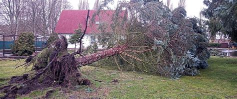 Usuwanie Skutk W Silnego Wiatru Komenda Powiatowa