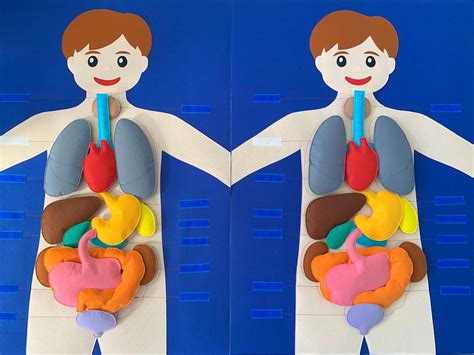 Felt Body Board Anatomy Materials Science Playmate Doctor Play Etsy