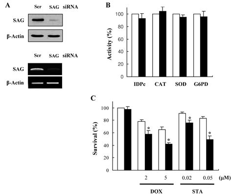 Rna Interference Targeting Sensitive To Apoptosis Gene Potentiates