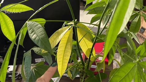 Money Tree Leaves Turning Yellow Causes And Solutions