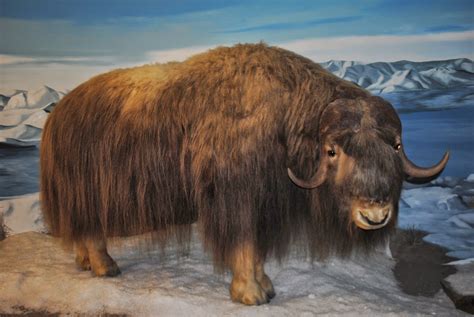 The Carpetbagger Mammoth Cave Wildlife Museum