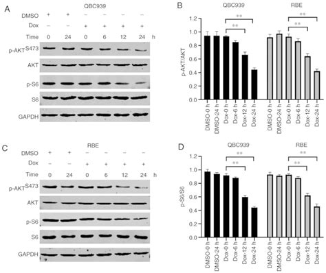 GSK3β inhibition promotes doxorubicininduced apoptosis in human