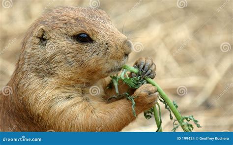 Prairie Dog Eating Stock Images - Image: 199424