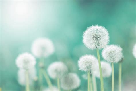 Dandelion Texture Royalty-Free Images, Stock Photos & Pictures ...