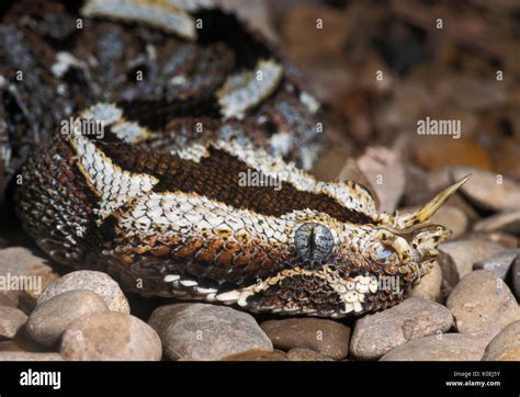 Rhino Viper Snake, Bitis nasicornis, West Africa, venomous Stock Photo ...