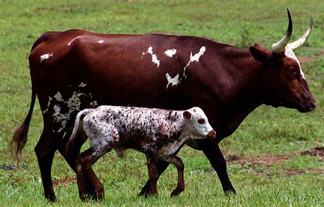 Newborn Texas Longhorn My In Laws Have A Newborn Texas Lon Flickr