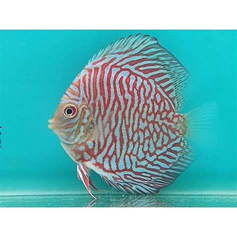 Jual Ikan Discus White Tiger 3 5 Inch Shopee Indonesia