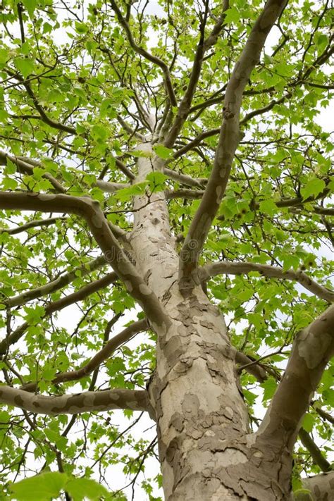 De Boomstam Van Een Boom Met Grote Takken Stock Foto Afbeelding Bestaande Uit Enorm Schors