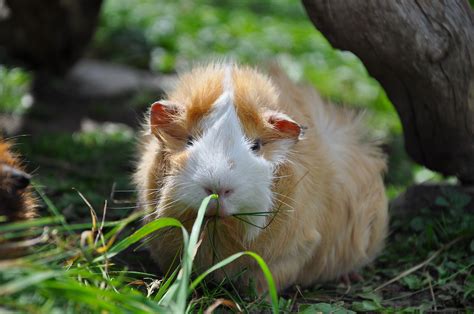 White And Tan Abbysinian Guinea Pig Free Image Peakpx