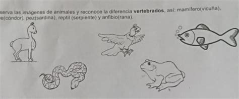 observa las imágenes animales y reconoce la diferencia vertebrados así